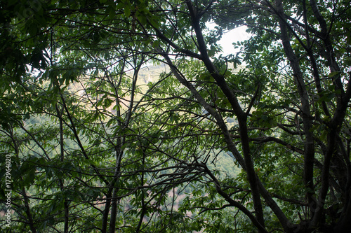 mountainous terrain. forests and trees