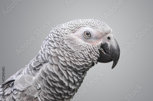 African Grey Parrot on grey background