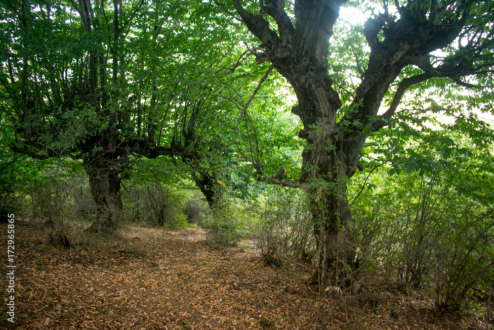mountainous terrain. forests and trees mountainous terrain. forests and trees