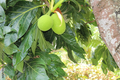 Two breadfruit growing on a tree in the Caribbean