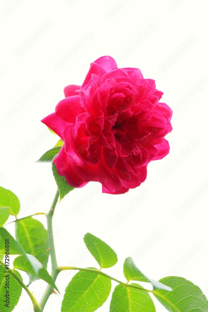 Beautiful roses is blooming in the garden Beautiful roses is blooming in the garden