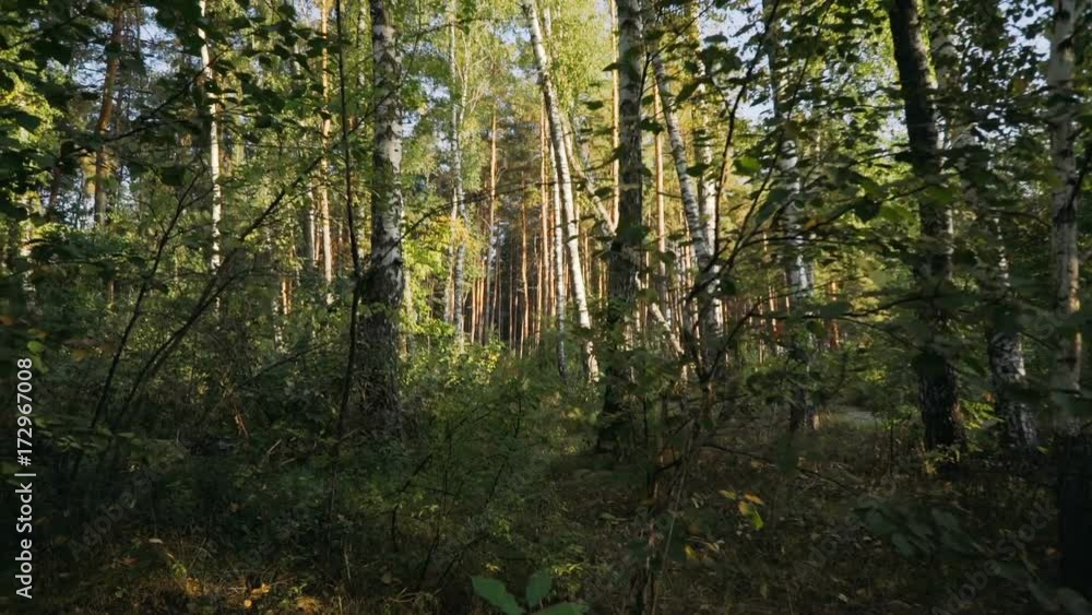 Virgin forest in the early morning. Camera moves smoothly among the bushes in the forest, illuminated by the rays of the morning sun. Shot using an a camera crane. Virgin forest in the early morning. Camera moves smoothly among the bushes in the forest, illuminated by the rays of the morning sun. Shot using an a camera crane.