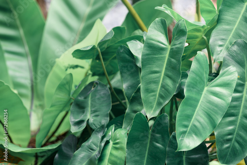 Philodendron green leaves background with copy space for text
