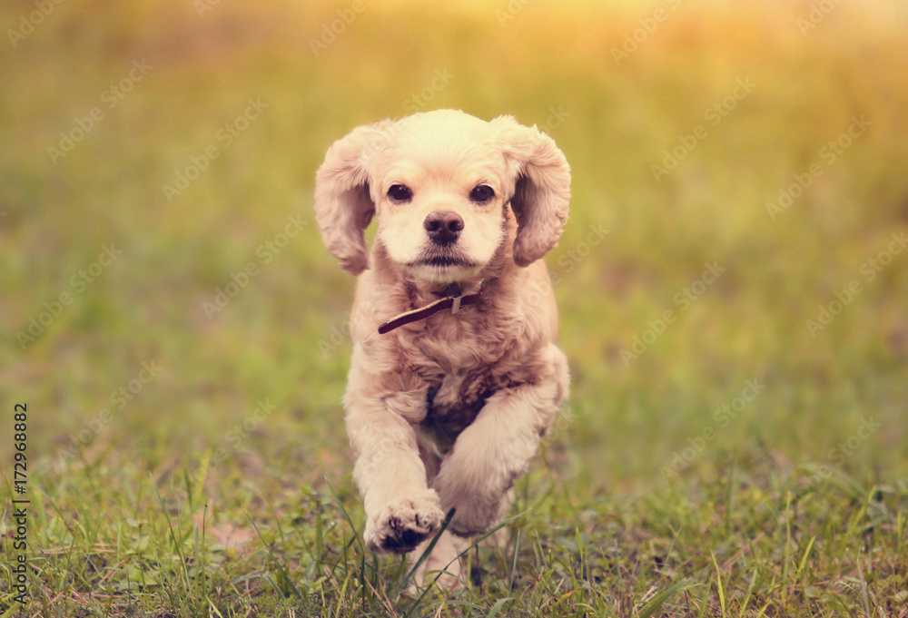 dog is running at sunset