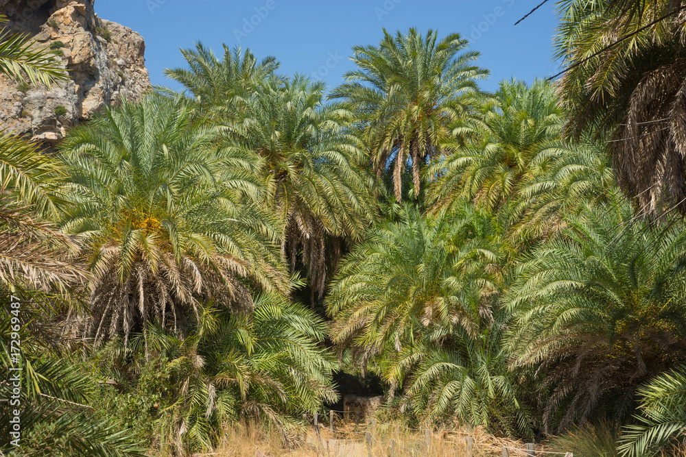 Palmenstrand auf Kreta