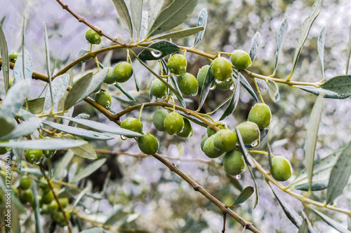 olives tree