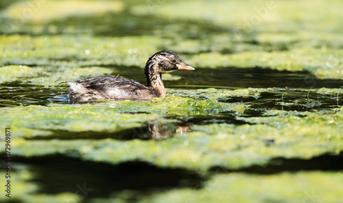 Little Grebe, Grebe, Tachybaptus ruficollis © Maciej Olszewski