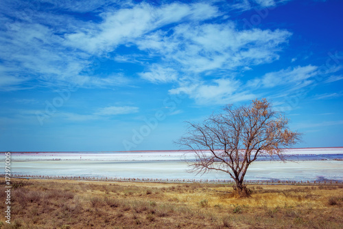 Pink salt lake coastline landscape     dry grass  tree   salt crust surface with brine puddles and blue sky