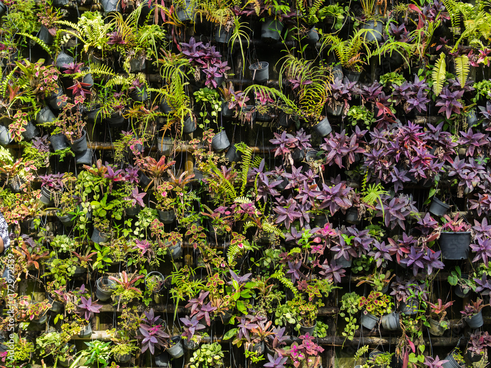 Colorful nature plant wall background Colorful nature plant wall background