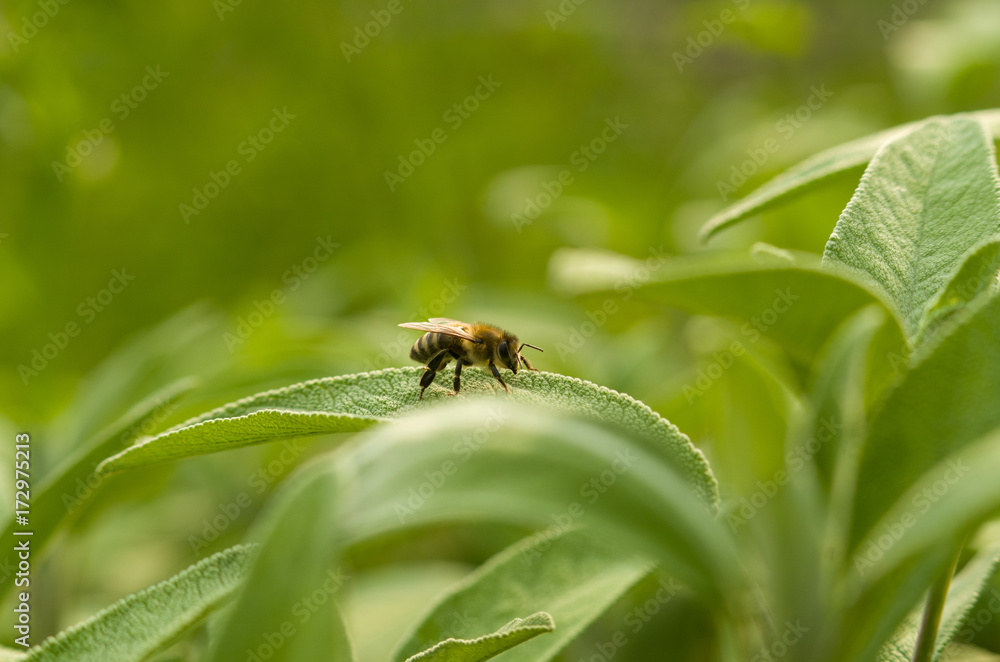 Fototapeta premium Honigbiene
