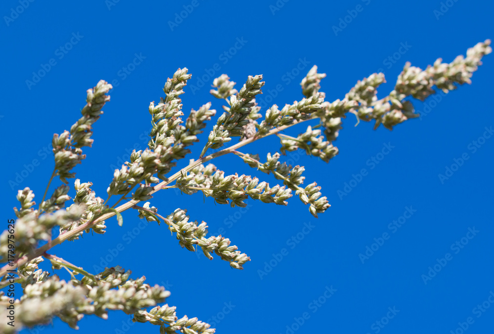 plant with seeds on a blue background plant with seeds on a blue background