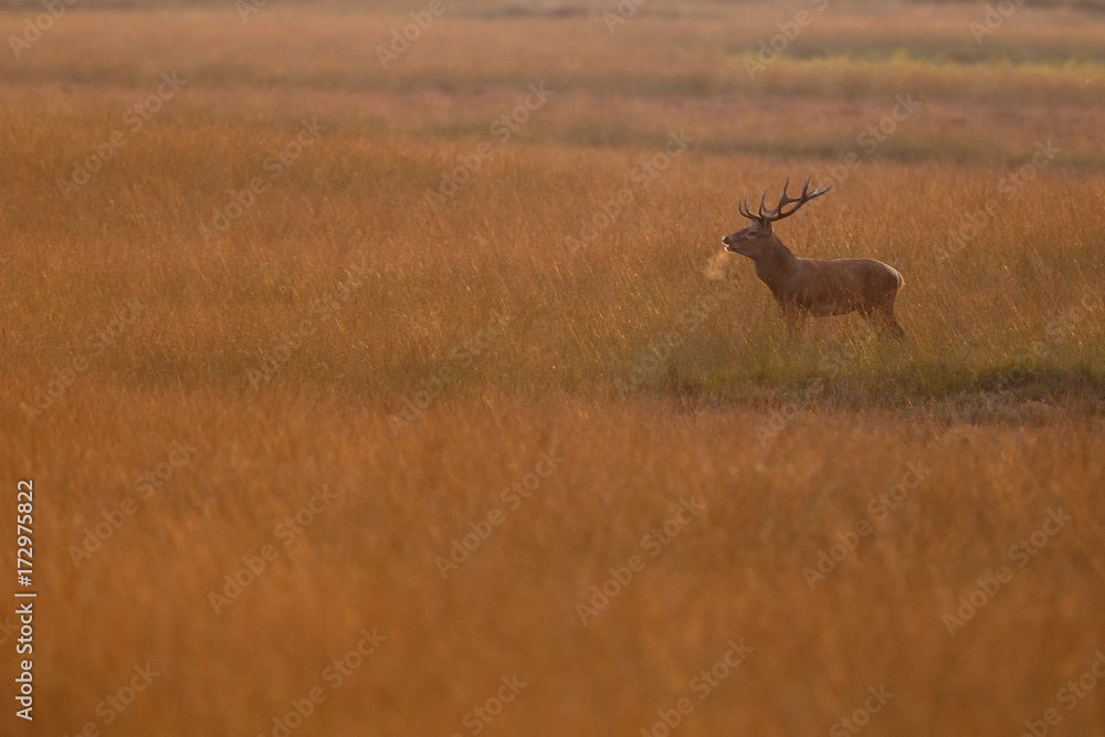 Red deer in nice sunlight during mating season
