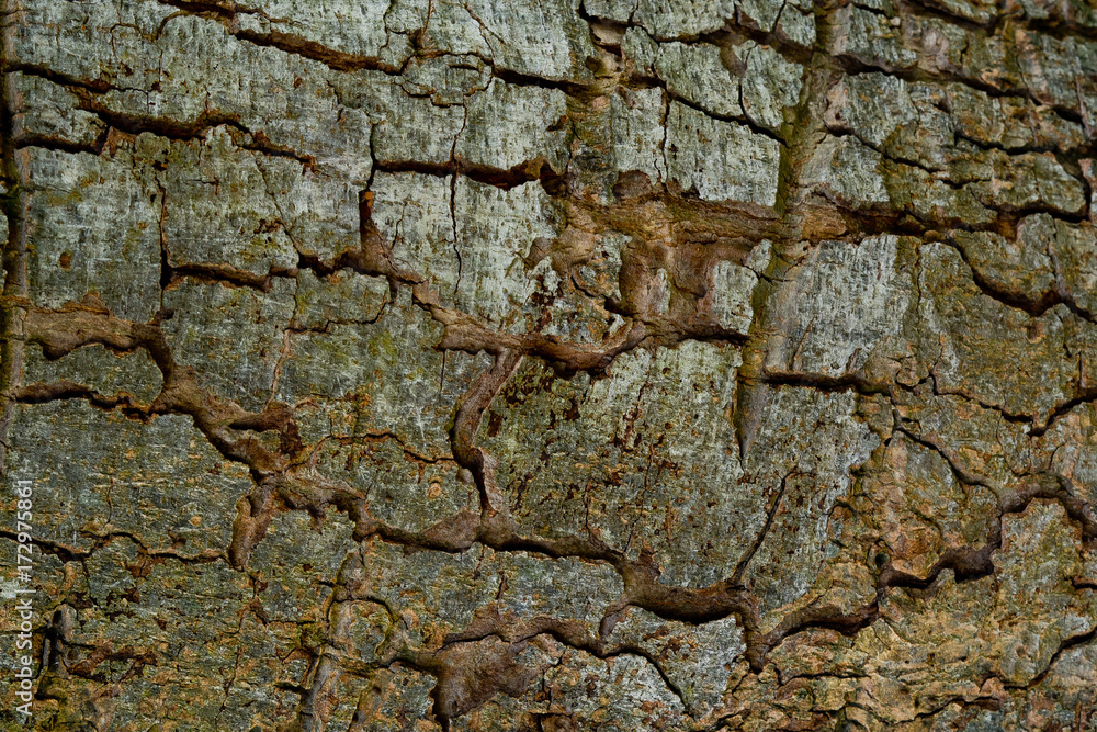 wood texture background / surface tree close up wood texture background / surface tree close up