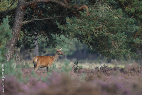 Red deer in nice sunlight during mating season  