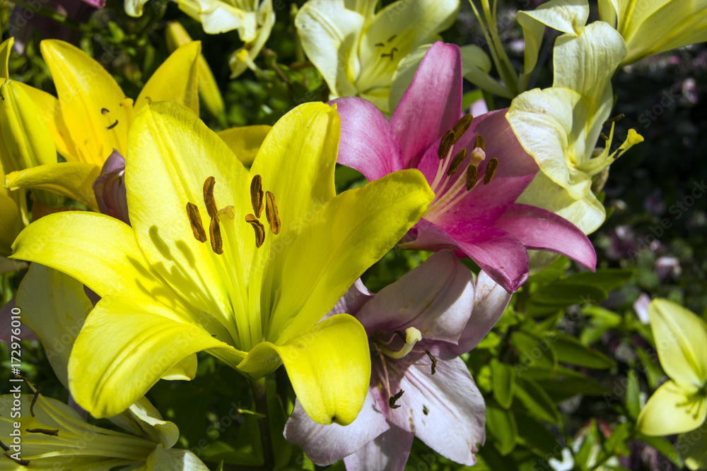 Fototapeta premium Yellow and pink lily flower