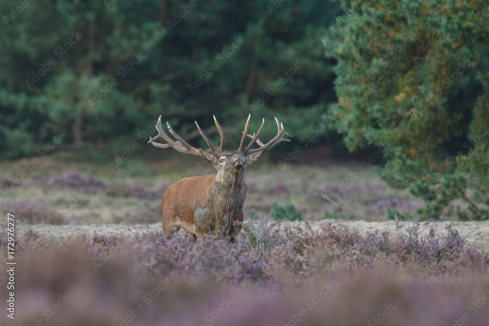 Naklejka premium Red deer in nice sunlight during mating season 