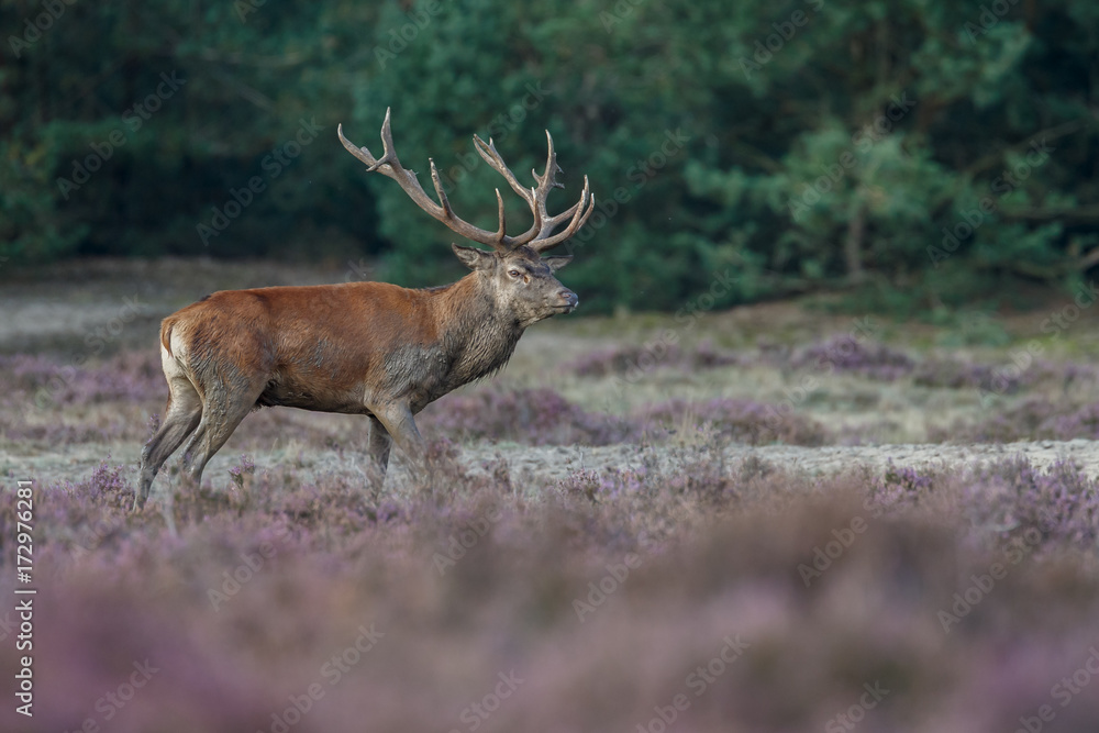 Fototapeta premium Red deer in nice sunlight during mating season 