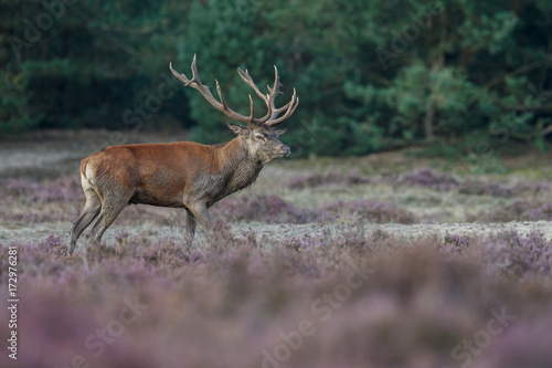 Red deer in nice sunlight during mating season  