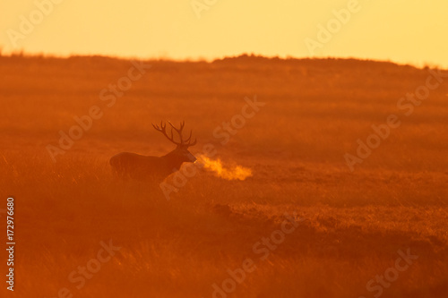 Red deer in nice sunlight during mating season 