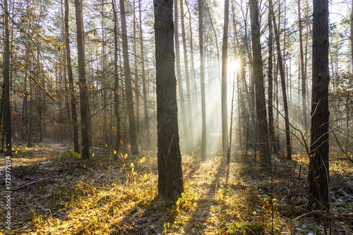 Wald vom Sonnenlicht durchflutet © marcus_hofmann