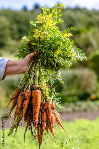 Farmer holding in hand a carrots bunch from local farming, organic vegetable garden with fresh produce, bio food concept photo