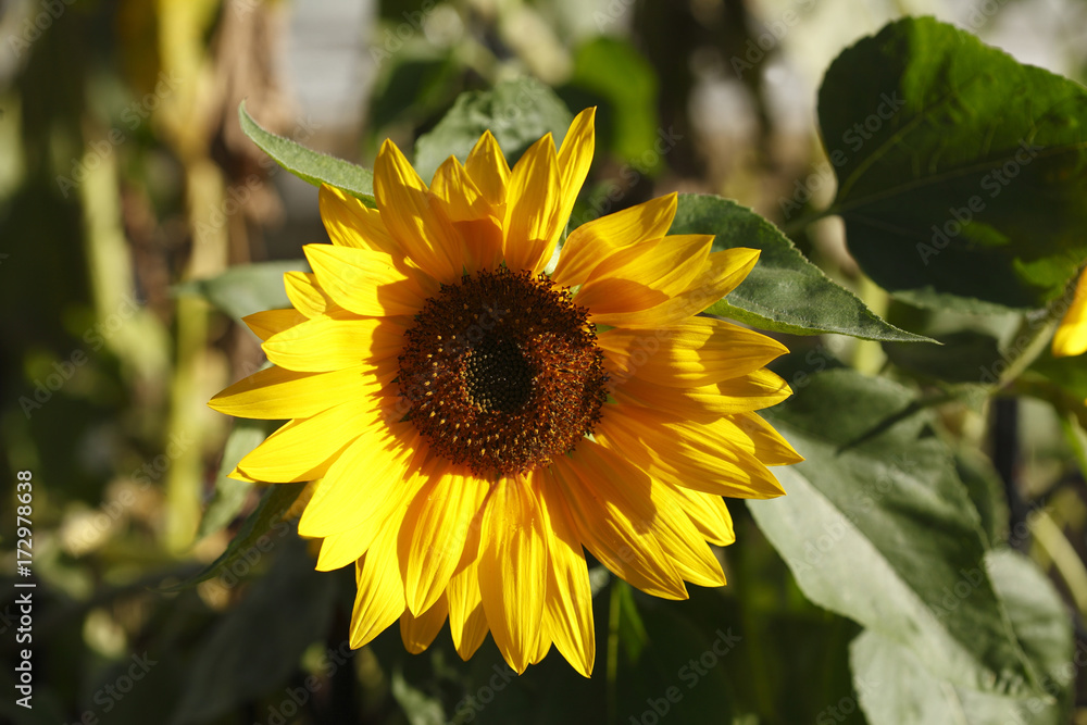 Fototapeta premium Sonnenblume