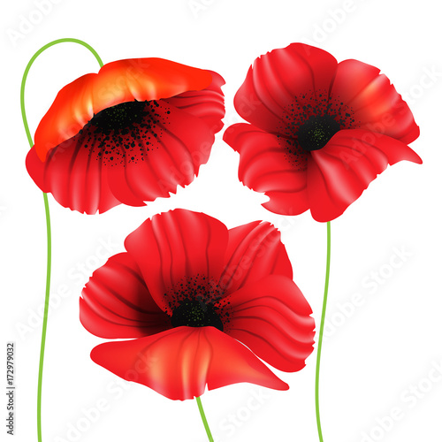 Beautiful, realistic poppy flowers (poppies) set. Isolated on white background. Vector illustration