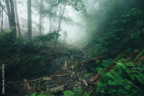 Deep fog in pine-tree forest © Maksim Kostenko