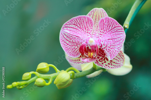 Fototapeta Naklejka Na Ścianę i Meble -  close up pink orchid ,orchid in graden