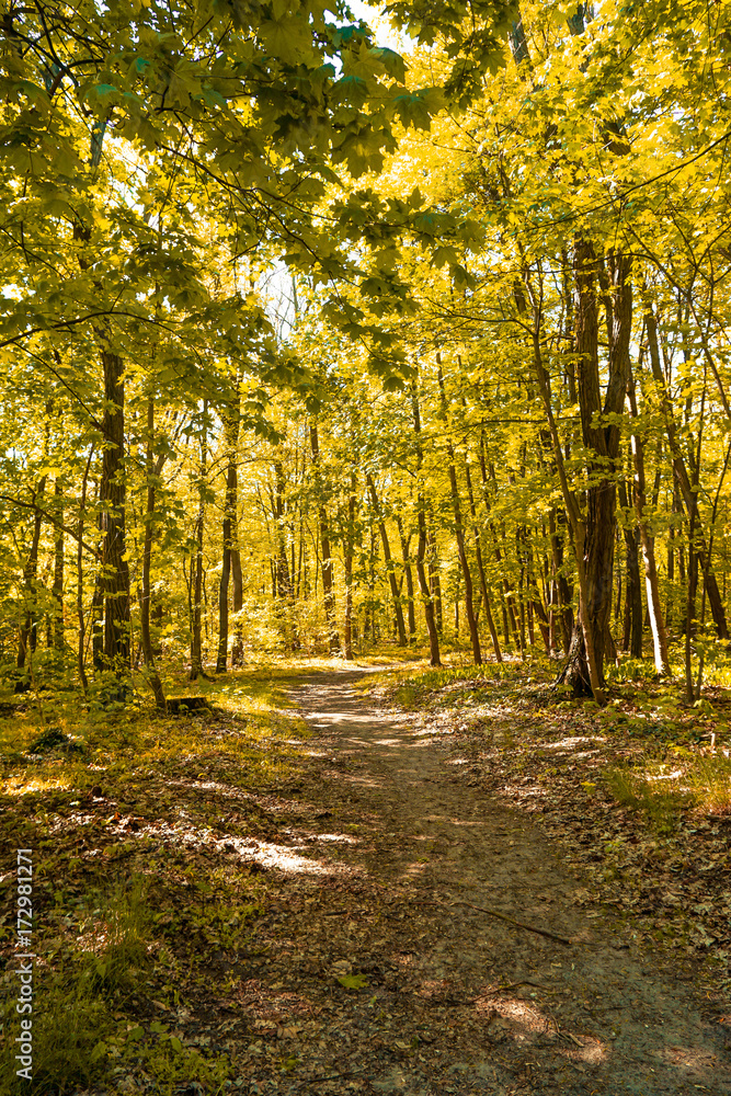 path through magical forest in autumn 