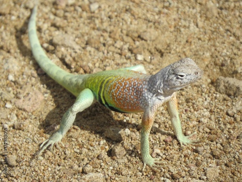 Agama close-up