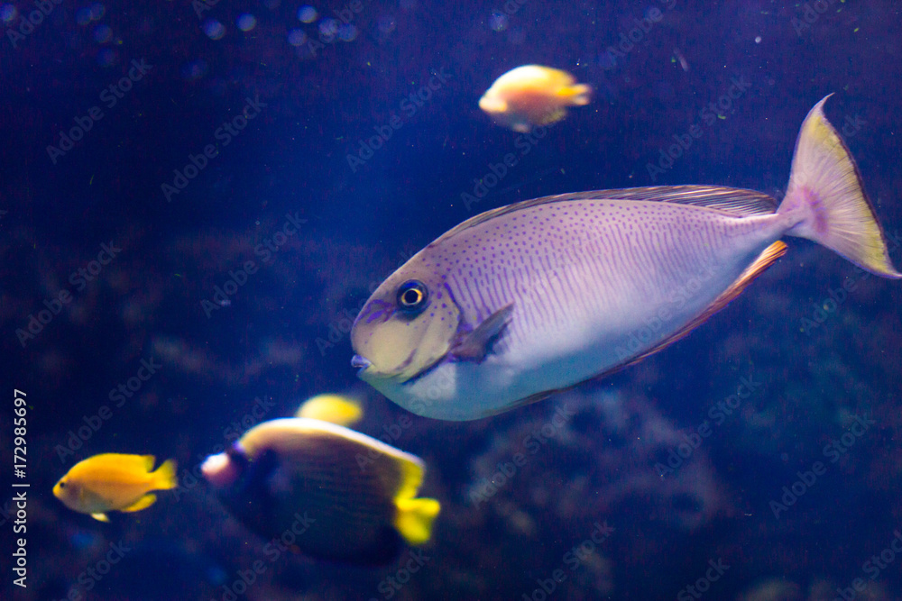 Naklejka premium Arabian sohal surgeon fish in the natural environment