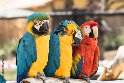 Macaws © Petrus Bester