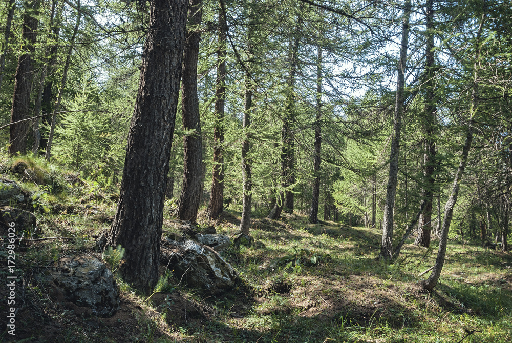 Beautiful forest in the mountains, northern Italy Beautiful forest in the mountains, northern Italy