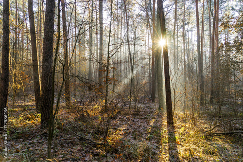 Wald vom Sonnenlicht durchflutet