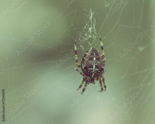 European Garden Spider D