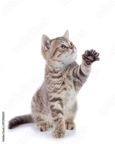 Striped Scottish kitten pure breed with paw stretched out isolated