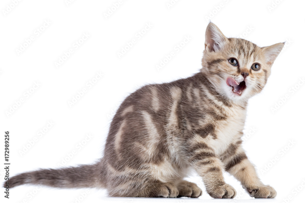 Cat kitten sitting licked open mouth isolated on white Cat kitten sitting licked open mouth isolated on white