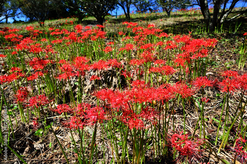 風の郷公園の彼岸花