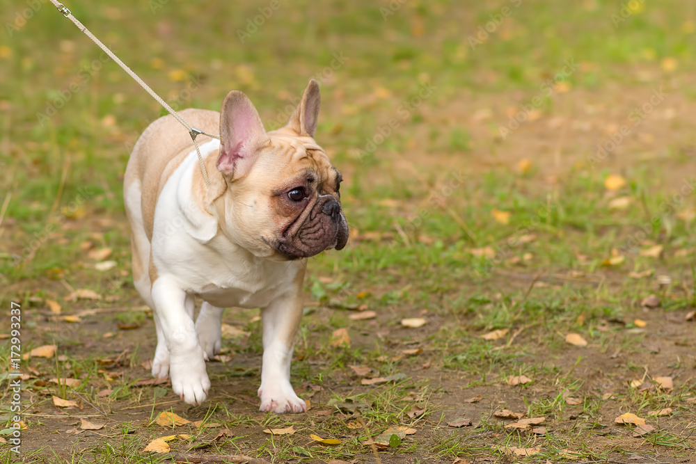 French Bulldog Close-up