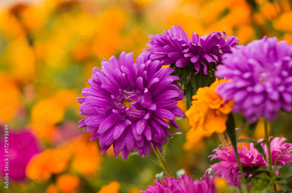 Obraz premium colorful fall flowers background