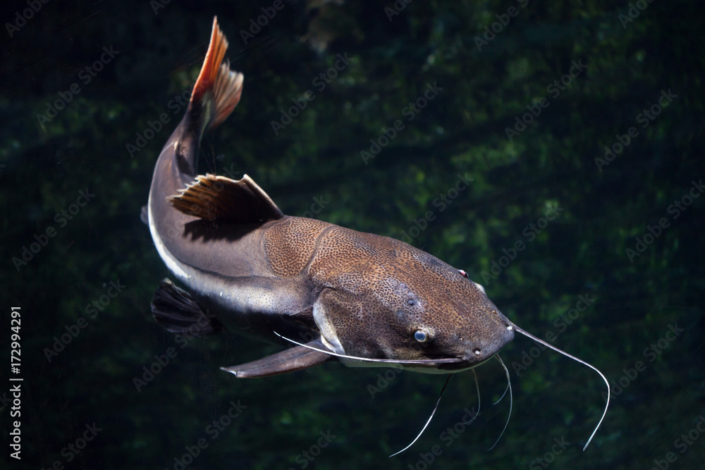 Obraz premium Redtail catfish (Phractocephalus hemioliopterus).