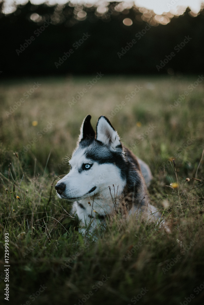 Siberian husky in the countryside