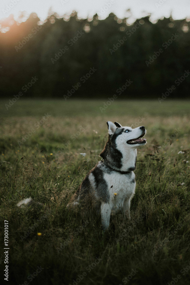 Siberian husky in the meadow