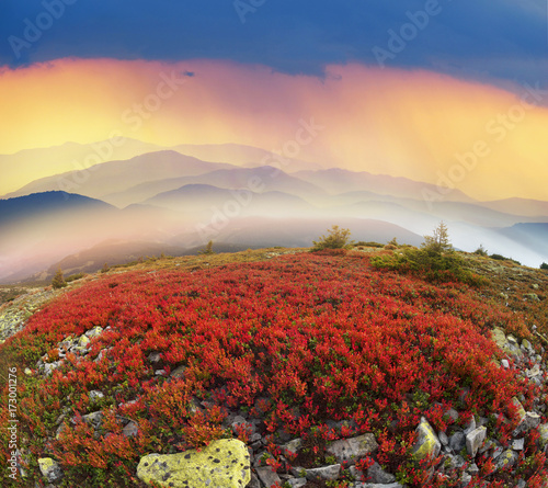 Red Bilberry in Syvula photo