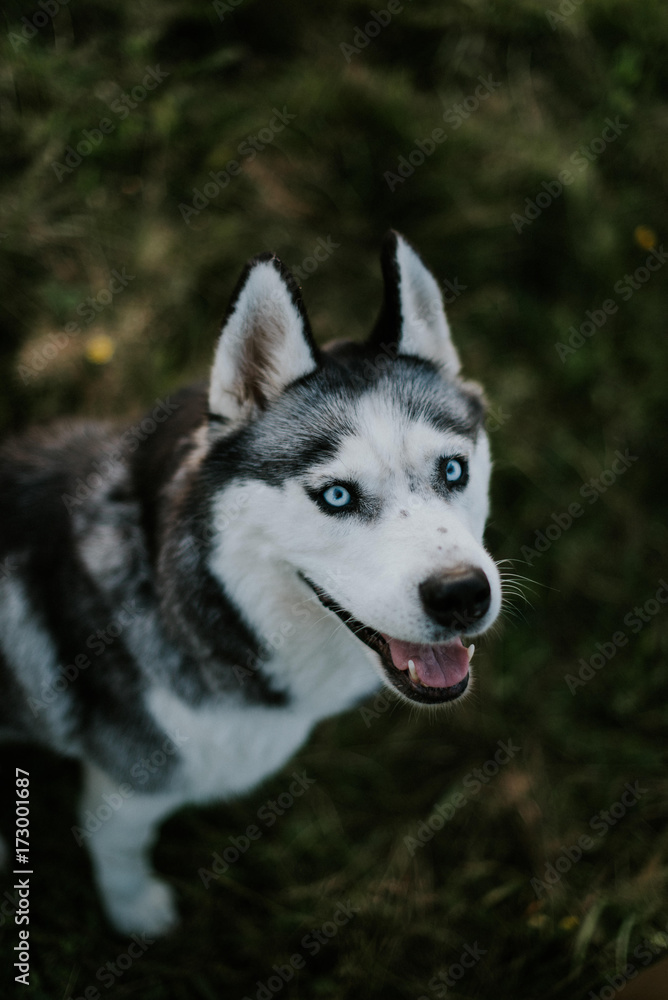 Siberian husky in the meadow