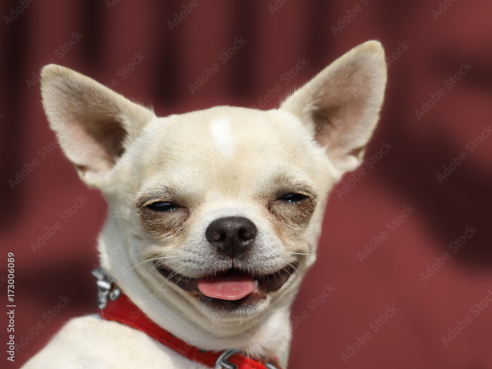 Dog Chihuahua head portrait - Short-haired