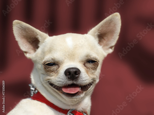 Canvas Print Dog Chihuahua head portrait - Short-haired