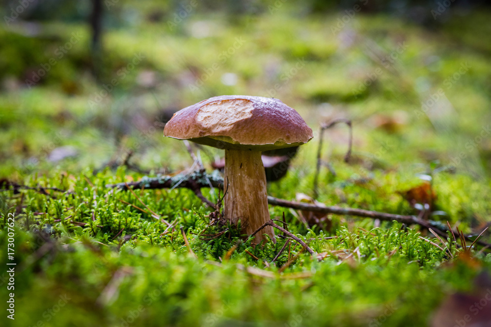 inedible mushrooms in the forest inedible mushrooms in the forest