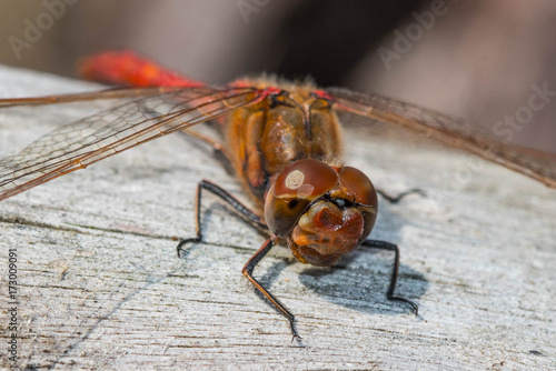 a dragonfly sits on an old tree © nikolas